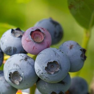 Američka borovnica - 'Early Black' (kontejner)