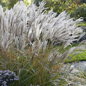 Kineski šaš "Ferner Osten"- Mischantus sinensis (kontejner)