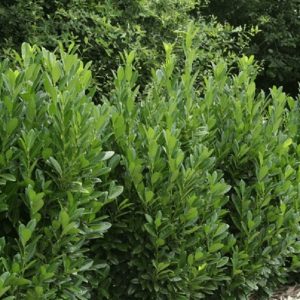 Lovorvišnja "Greentorch"- Prunus laurocerasus (kontejner)