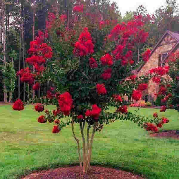 lagerstroemia-indica-red-dynamite2-a.jpg