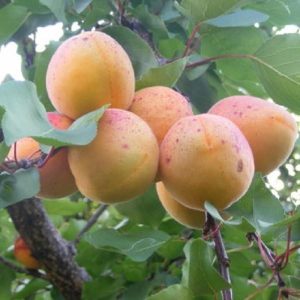 Marelica - Magyar Kajszi C 235