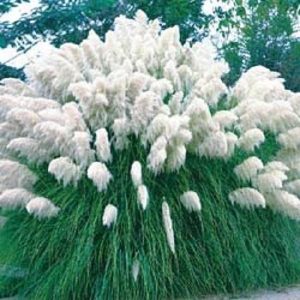 Pampas trava 'White Feather'- Cortaderia selloana (kontejner)
