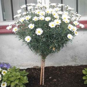 Kanarska ivančica na stablu (≈50 cm) - Chrysanthemum frutescens