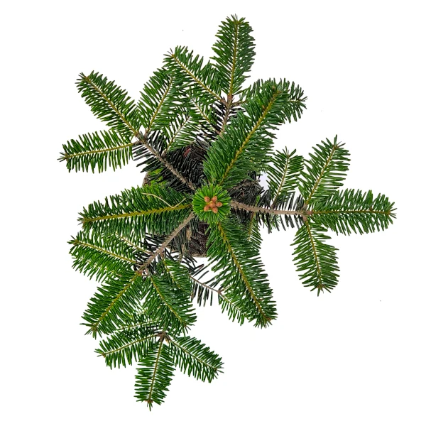 Kavkaška jelka - Abies nordmanniana (v loncu) - slika 3