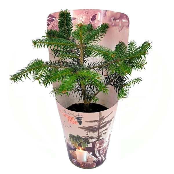 Kavkaška jelka - Abies nordmanniana (v loncu) - slika 4