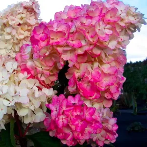 Hortenzija na stablu ’Pink Lady’ (≈80 cm) - Hydrangea paniculata