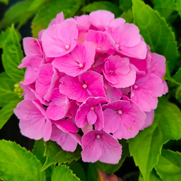 Hortenzija 'Hi River'PBR – Hydrangea macrophylla (kontejner) - Slika 4