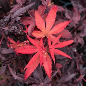 Japonski javor 'Red Emperor' (≈70 cm) – Acer palmatum (v loncu)