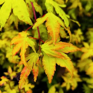 Japonski javor 'Summergold' (≈70 cm) – Acer palmatum (v loncu)