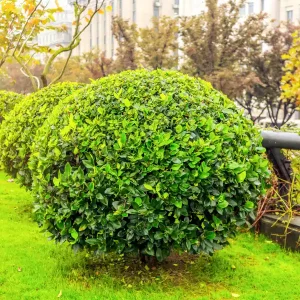 Pušpan 'Giant' PBR – Buxus sempervirens (v loncu)