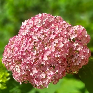Hortenzija 'Candybelle Bubblegum' PBR - Hydrangea arborescens (v loncu)