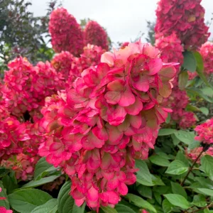 Hortenzija 'Bonfire'® – Hydrangea paniculata (v loncu)