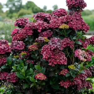 Hortenzija 'Chocolate'® - Hydrangea macrophylla (v loncu)