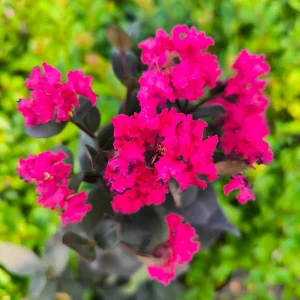 Indijska lagerstremija BLACK DIAMOND® 'Mystic Magenta'™ (≈70 cm) - Lagerstroemia indica (v loncu)