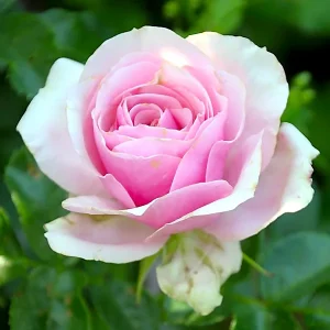 Vrtnica floribunda - 'Evy' (v loncu)