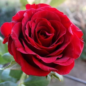 Vrtnica floribunda - 'Satchmo' (v loncu)