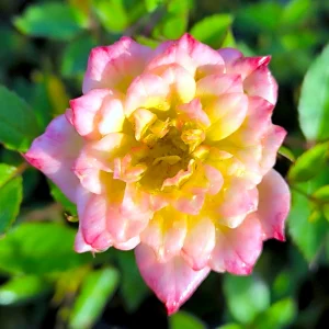 Pokrovna vrtnica  – 'Tricolor Fairy' (v loncu)