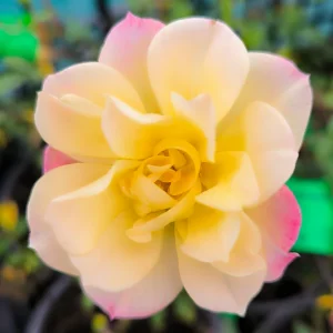 Pokrovna vrtnica  – 'Tricolor Fairy' (v loncu)