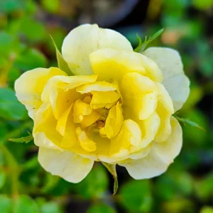 Pokrovna vrtnica  – 'Yellow Fairy' (v loncu)