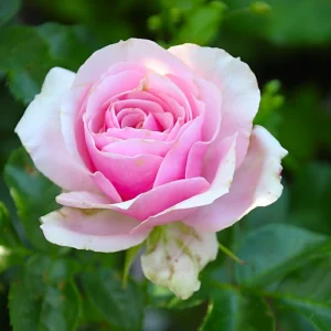 Vrtnica floribunda - 'Evy' (v loncu)