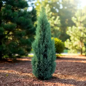 Brin 'Moonglow' - Juniperus scopulorum
