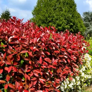 Fotinija 'Mandarino' (≈40 cm) - Photinia x fraseri (v loncu)
