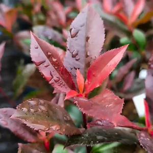 Fotinija 'Mandarino' (≈40 cm) - Photinia x fraseri (v loncu)