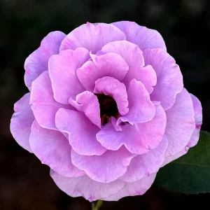 Vrtnica - 'Blue Angel' (floribunda)