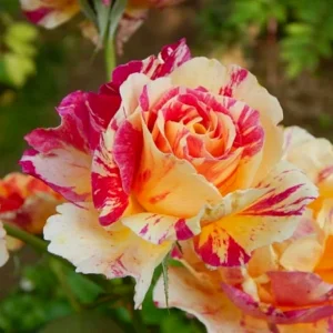 Vrtnica - 'Camille Pissarro™' (floribunda)