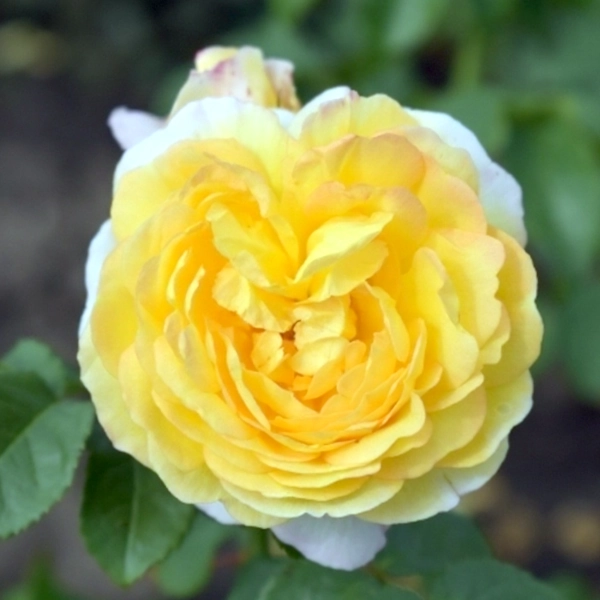 Stebelna vrtnica - 'Château de Cheverny' - slika 4