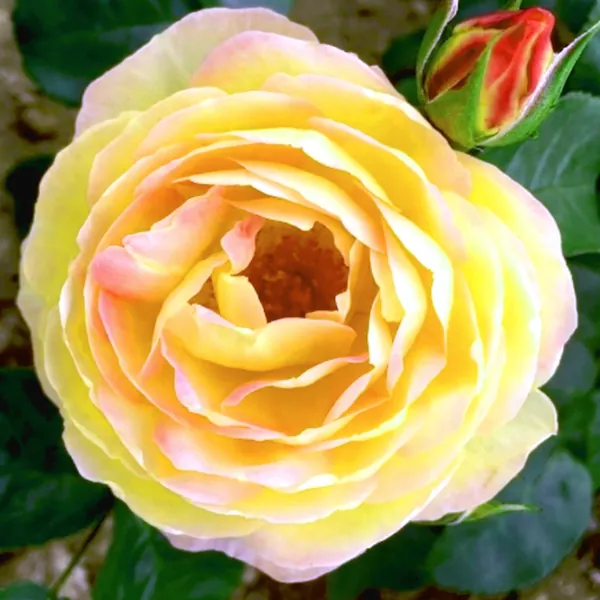 Stebelna vrtnica - 'Château de Cheverny' - slika 3