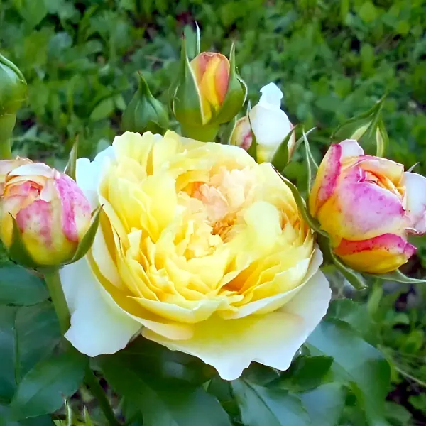 Stebelna vrtnica - 'Château de Cheverny' - slika 5