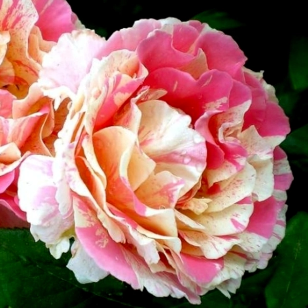 Stebelna vrtnica -'Claude Monet®' - slika 4