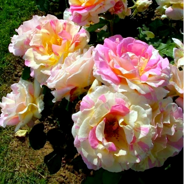 Stebelna vrtnica -'Claude Monet®' - slika 5