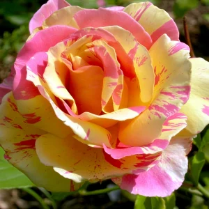Stebelna vrtnica -'Claude Monet®'