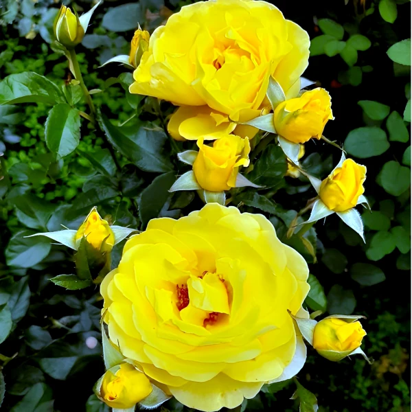 Stebelna vrtnica - 'Gold Wendl' - slika 3