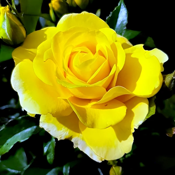 Stebelna vrtnica - 'Gold Wendl'