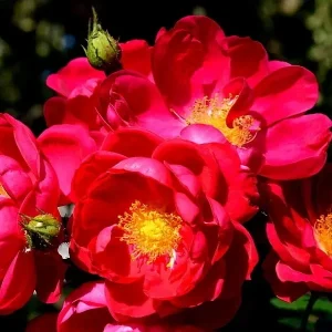 Ruža - 'Holstein' (floribunda)