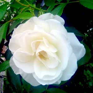 Vrtnica floribunda - 'Iceberg' (v loncu)