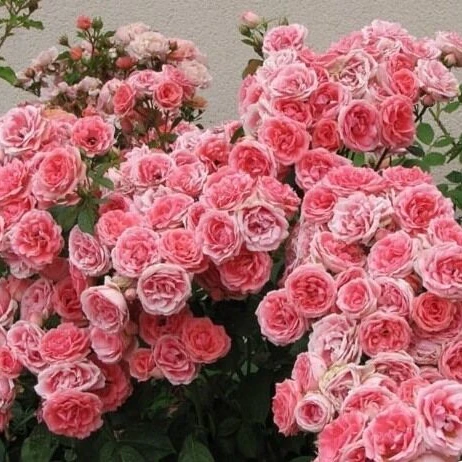 Vrtnica - 'Kimono®' (floribunda) - slika 3