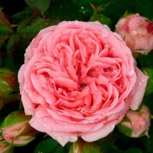 Vrtnica - 'Kimono®' (floribunda)
