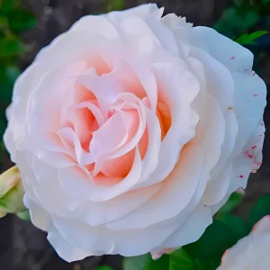 Stebelna vrtnica -'La Sauvagine Terre et Passion®'