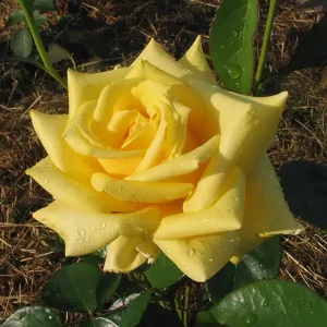 Vrtnica - Limelight (floribunda)