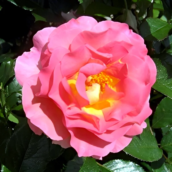 Stebelna vrtnica -'Pink Paradise' - slika 3