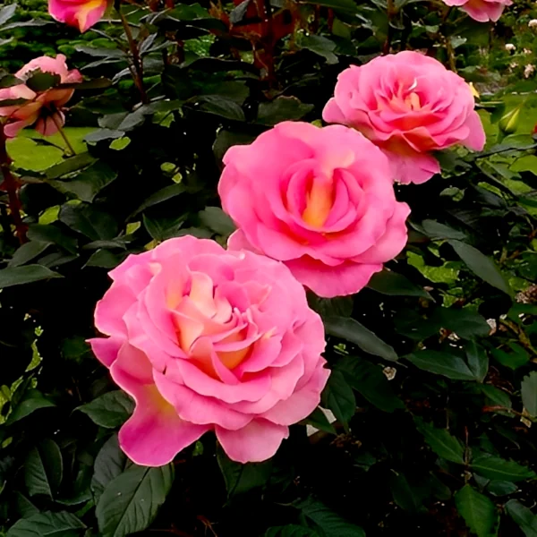 Stebelna vrtnica -'Pink Paradise' - slika 5