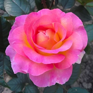 Stebelna vrtnica -'Pink Paradise'