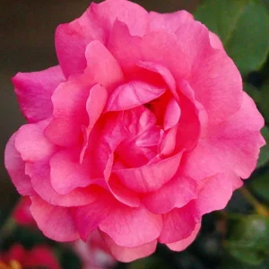 Vrtnica - 'Tom Tom' (floribunda)