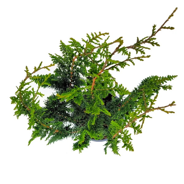 Pjegavi pačempres 'Teddy Bear' - Chamaecyparis pisifera (kontejner) - Slika 3