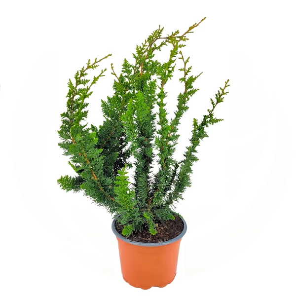 Pjegavi pačempres 'Teddy Bear' - Chamaecyparis pisifera (kontejner) - Slika 2