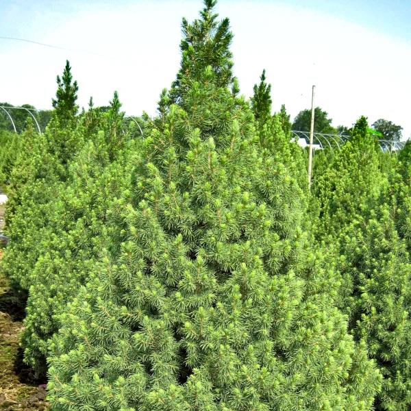 Bela smreka 'December' PBR (≈50 cm) - Picea glauca - slika 3